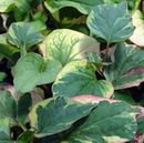HOUTTUYNIA - CHAMELEON PLANT