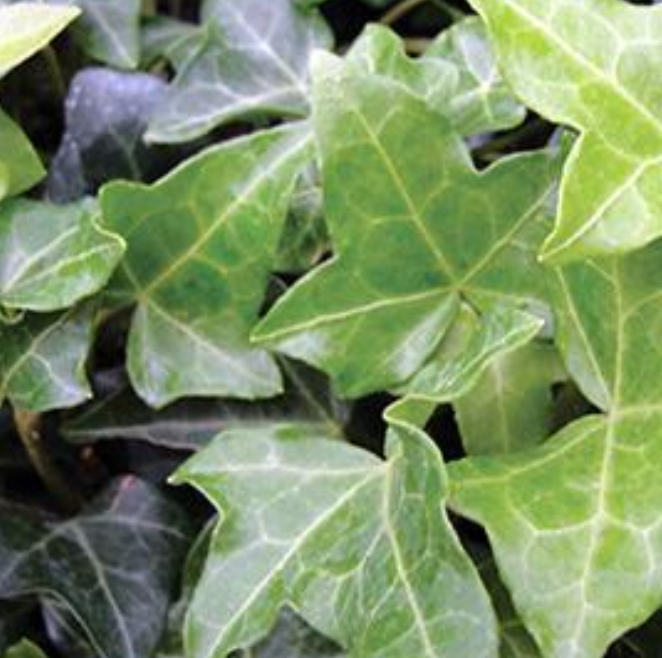 HEDERA IVY - THORNDALE