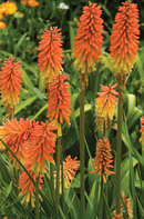 KNIPHOFIA - FIREDANCE