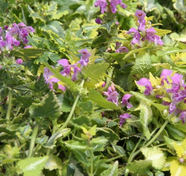 LAMIUM - ANNE GREENWAY