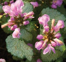 LAMIUM - RED NANCY