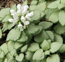 LAMIUM - WHITE NANCY