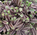 LEPTINELLA - PLATT'S BLACK