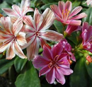 LEWISIA - ELISE MIX
