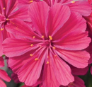 LEWISIA COTYLEDON - RUBY RED