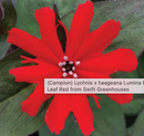 LYCHNIS - BRONZE LEAF RED