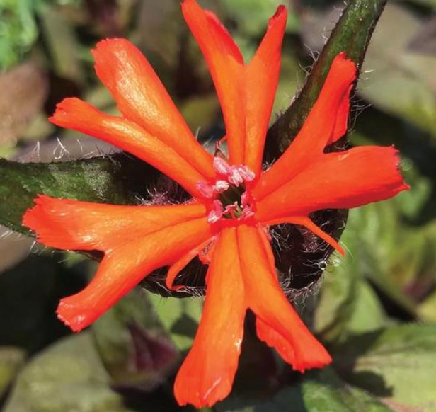 LYCHNIS - ORANGE GNOME