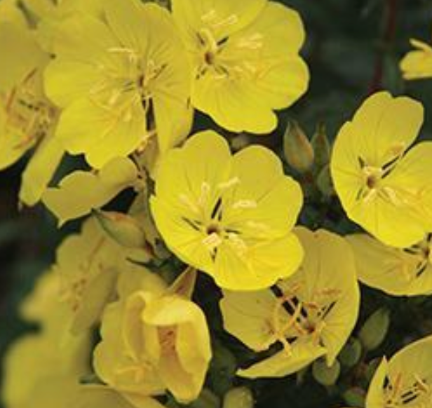 OENOTHERA - SUNDROPS