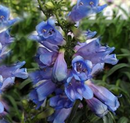 PENSTEMON - ELECTRIC BLUE