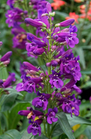 PENSTEMON - PRISTINE NITE SHADES