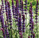 SALVIA NEMOROSA - CARADONNA