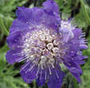 SCABIOSA - DEEP BLUE