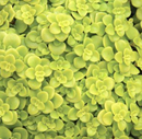 SEDUM - OGON