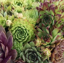 SEMPERVIVUM - HENS N CHICKS