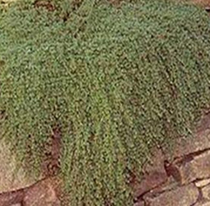 WOOLY THYME