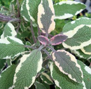 TRICOLOR SAGE