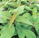 PINEAPPLE SAGE