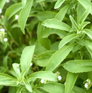 STEVIA