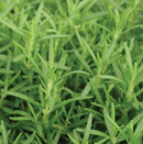 ROSEMARY