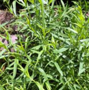 FRENCH TARRAGON
