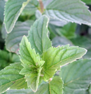 ENGLISH MINT