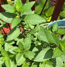 CHOCOLATE MINT