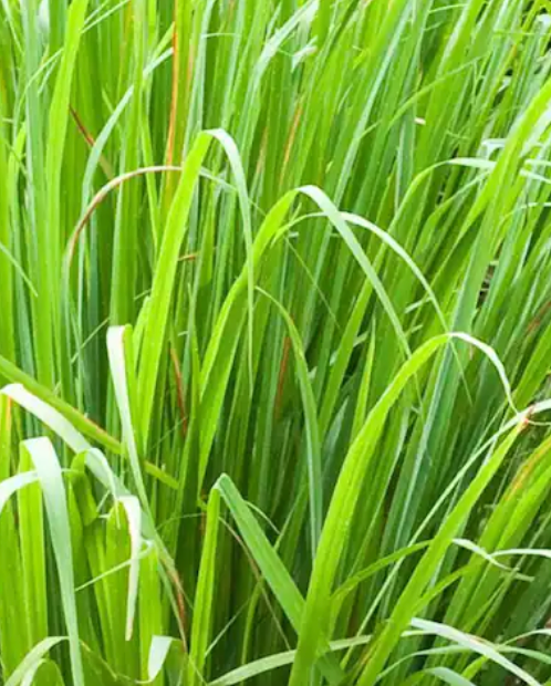 LEMON GRASS