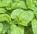 LEMON BALM