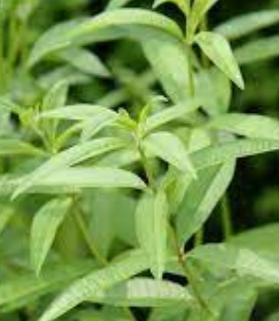 LEMON VERBENA