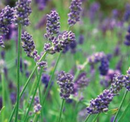 LAVENDER - PROVENCE