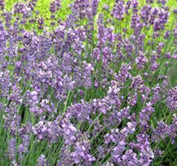 LAVENDER - MUNSTEAD