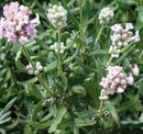 LAVENDER - ROSEA JEAN DAVIS
