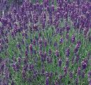 LAVENDER - HIDICOTE