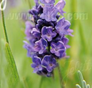 LAVENDER - ELEGANCE PURPLE