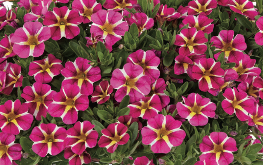 CALIBRACHOA - PINK BLING