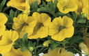 CALIBRACHOA - YELLOW