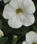 CALIBRACHOA - WHITE