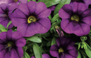 CALIBRACHOA CALLI - PURPLE