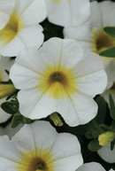 CALIBRACHOA MINI FAMOUS - UNO WHITE W/YELLOW EYE