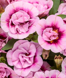 CALIBRACHOA - DBL SMITTEN PINK
