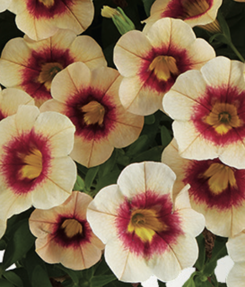 CALIBRACHOA - APRICOT