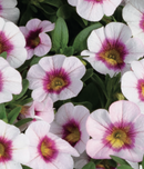 CALIBRACHOA - CHERRY BLOSSOM