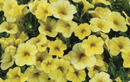 CALIBRACHOA - LEMON