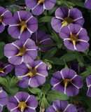 CALIBRACHOA - PURPLE BLING