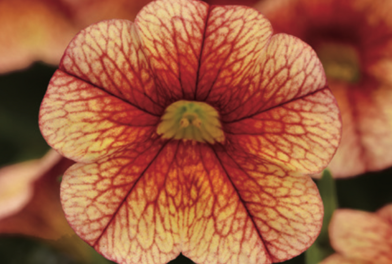 CALIBRACHOA - ORANGE RED VEIN