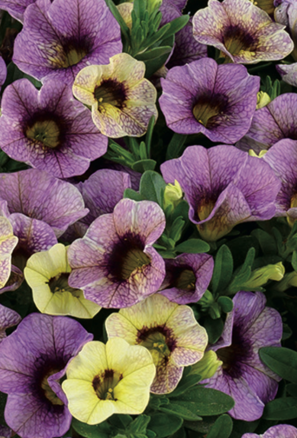 CALIBRACHOA - BLUEBERRY SCONE