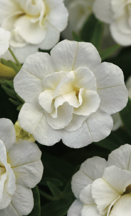 CALIBRACHOA MINI FAMOUS - UNO DOUBLE WHITTASTIC