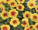 CALIBRACHOA ALOHA - KONA PINEAPPLE