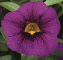 CALIBRACHOA CABRIO - GRAPE