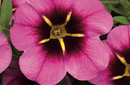 CALIBRACHOA CALLI - HOT PINK SPARK